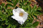 Rosa rugosa Alba | White Japanese Rose | 10_Seeds