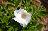 Rosa rugosa Alba | White Japanese Rose | 10_Seeds