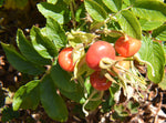 Rosa rugosa Alba | White Japanese Rose | 10_Seeds