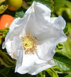 Rosa rugosa Alba | White Japanese Rose | 10_Seeds