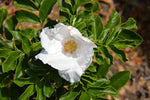 Rosa rugosa Alba | White Japanese Rose | 10_Seeds