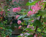 Ribes sanguineum glutinosum | Pink flowered Blood Currant | 10_Seeds