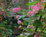 Ribes sanguineum glutinosum | Pink flowered Blood Currant | 10_Seeds