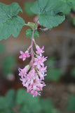 Ribes sanguineum glutinosum | Pink flowered Blood Currant | 10_Seeds