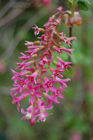 Ribes sanguineum glutinosum | Pink flowered Blood Currant | 10_Seeds