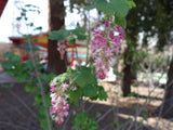 Ribes sanguineum glutinosum | Pink flowered Blood Currant | 10_Seeds