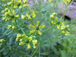 Ruta graveolens | Common Rue | Herb of Grace | Herbygrass | 20_Seeds