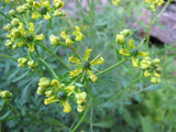 Ruta graveolens | Common Rue | Herb of Grace | Herbygrass | 20_Seeds