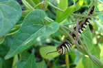 Cynanchum laeve | Sand Vine | Blue Vined Milkweed | 10_Seeds