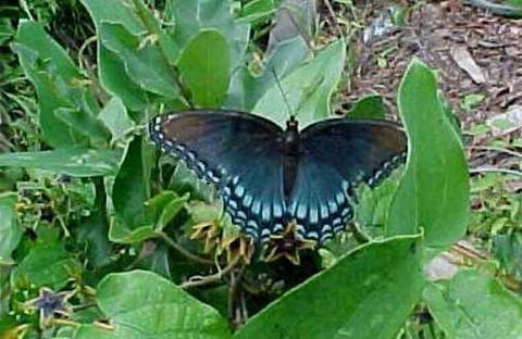 Cynanchum laeve | Sand Vine | Blue Vined Milkweed | 10_Seeds