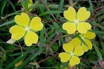 Ludwigia alternifolia | Seedbox | Bushy Waterprimrose | 500_Seeds