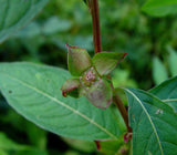 Ludwigia alternifolia | Seedbox | Bushy Waterprimrose | 500_Seeds