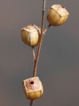 Ludwigia alternifolia | Seedbox | Bushy Waterprimrose | 500_Seeds