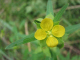 Ludwigia alternifolia | Seedbox | Bushy Waterprimrose | 500_Seeds