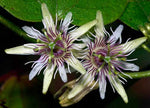 Passiflora sexflora | Goatsfoot | Batwing Passion Flower | 5_Seeds