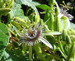 Passiflora sexflora | Goatsfoot | Batwing Passion Flower | 5_Seeds