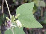 Passiflora sexflora | Goatsfoot | Batwing Passion Flower | 5_Seeds