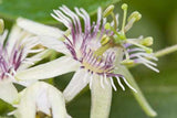 Passiflora sexflora | Goatsfoot | Batwing Passion Flower | 5_Seeds