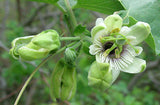 Passiflora sicyoides | 5_Seeds