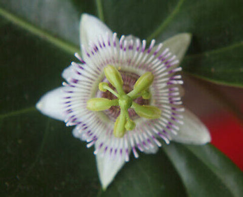 Passiflora sicyoides | 5_Seeds