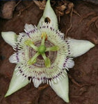 Passiflora sicyoides | 5_Seeds