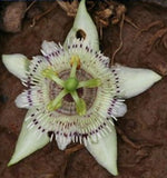 Passiflora sicyoides | 5_Seeds