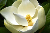 Magnolia grandiflora | Southern Magnolias | Bull Bay | 10_Seeds