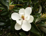 Magnolia grandiflora | Southern Magnolias | Bull Bay | 10_Seeds