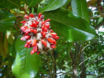 Magnolia grandiflora | Southern Magnolias | Bull Bay | 10_Seeds