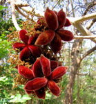 Sterculia urens | Ghost Tree | Kulu | Indian Tragacanth | Gum Karaya | | 5_Seeds