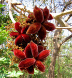 Sterculia urens | Ghost Tree | Kulu | Indian Tragacanth | Gum Karaya | | 5_Seeds