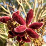 Sterculia urens | Ghost Tree | Kulu | Indian Tragacanth | Gum Karaya | | 5_Seeds