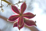 Sterculia urens | Ghost Tree | Kulu | Indian Tragacanth | Gum Karaya | | 5_Seeds