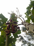 Sterculia urens | Ghost Tree | Kulu | Indian Tragacanth | Gum Karaya | | 5_Seeds