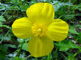 Stylophorum diphyllum | Celandine Poppy| 10_Seeds