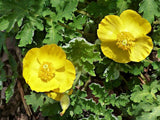 Stylophorum diphyllum | Celandine Poppy| 10_Seeds