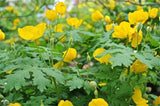 Stylophorum diphyllum | Celandine Poppy| 10_Seeds