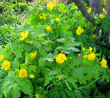 Stylophorum diphyllum | Celandine Poppy| 10_Seeds