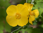 Stylophorum diphyllum | Celandine Poppy| 10_Seeds