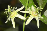 Passiflora suberosa | Cork Bark Passionflower | Devils Pumpkin | 5_Seeds