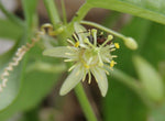 Passiflora suberosa | Cork Bark Passionflower | Devils Pumpkin | 5_Seeds