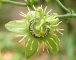 Passiflora suberosa | Cork Bark Passionflower | Devils Pumpkin | 5_Seeds