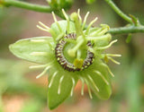 Passiflora suberosa | Cork Bark Passionflower | Devils Pumpkin | 5_Seeds