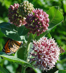 Asclepias sullivantii | Prairie Milkweed | 20_Seeds