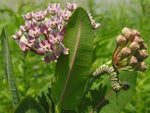 Asclepias sullivantii | Prairie Milkweed | 20_Seeds