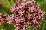 Asclepias sullivantii | Prairie Milkweed | 20_Seeds