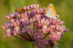 Asclepias sullivantii | Prairie Milkweed | 20_Seeds