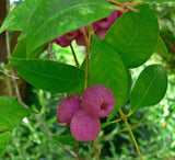 Syzygium smithii | Lilly Pilly | Monkey Apple | Acmena Eugenia | 10_Seeds