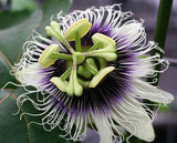 Passiflora edulis Tango | 5_Seeds