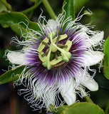 Passiflora edulis Tango | 5_Seeds